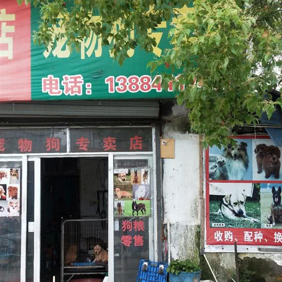 宠物狗专卖店:宁波市镇海区镇海区附近