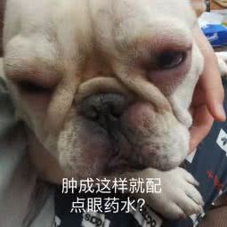 芭比堂爱心动物医院(吾悦分院):宁波市镇海区镇海区附近