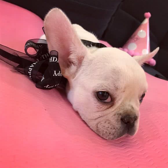 宠色宠物生活馆:北京城区朝阳区望京附近