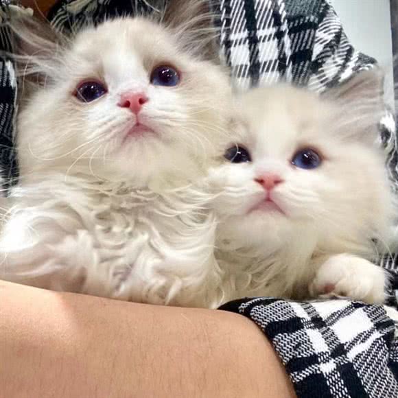 嘉兴猫舍宁波宠物市场:宁波市鄞州区鄞州万达广场附近