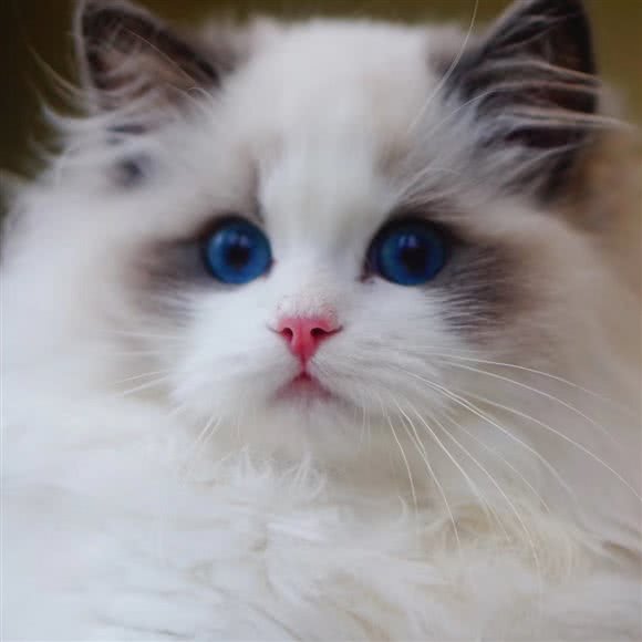 Loki洛奇家庭布偶猫舍:宁波市鄞州区鄞州万达广场附近