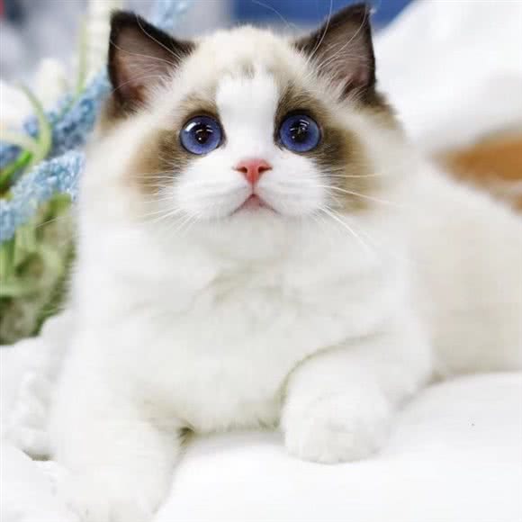 宁波猫咪洗护中心(鄞州店):宁波市鄞州区钱湖北路附近