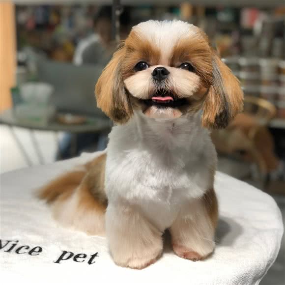 奈思宠物酒店 NicePetHotel:宁波市鄞州区环球城附近