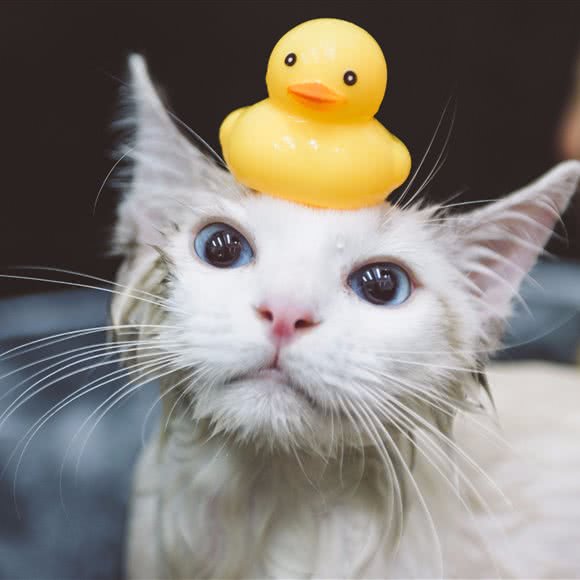 贝蒂猫猫:宁波市鄞州区利时百货附近