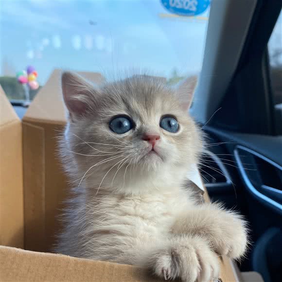 云喜猫馆:宁波市鄞州区鄞州高教园区附近