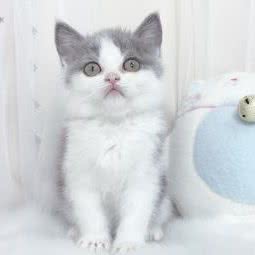 波波猫咪寄养之家:宁波市鄞州区鄞州高教园区附近