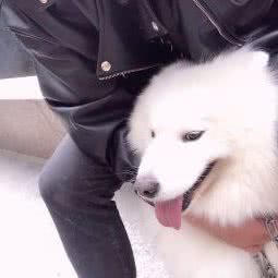 宁波赛思康动物诊所:宁波市鄞州区鄞州高教园区附近