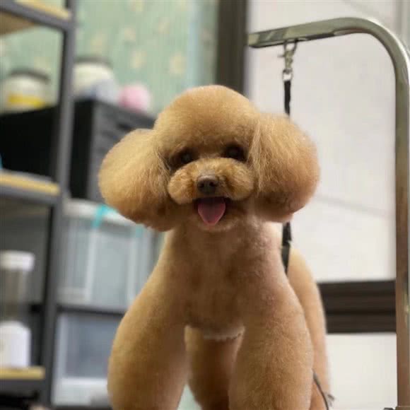 糖果派宠物:宁波市鄞州区高新区附近