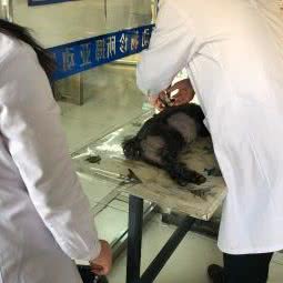 挪亚动物诊所(回龙观店):北京城区昌平区回龙观附近