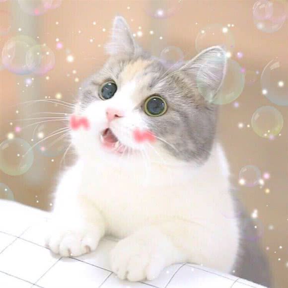 此间有猫:宁波市鄞州区明州里/联盛广场附近