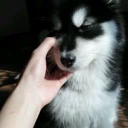 佳乐宠物:宁波市鄞州区兴宁路附近