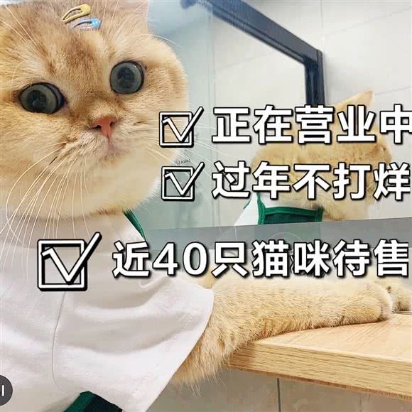 宁波猫儿岛猫舍·猫咪活体售卖:宁波市鄞州区滨江商业广场附近