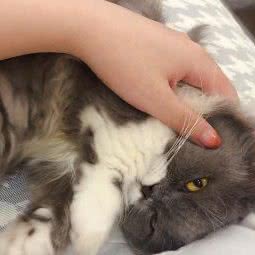 JocCats九思猫舍:宁波市鄞州区滨江商业广场附近