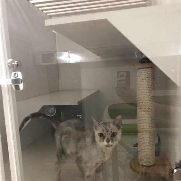 铁柱家的猫咪旅社:宁波市鄞州区汽车东站附近