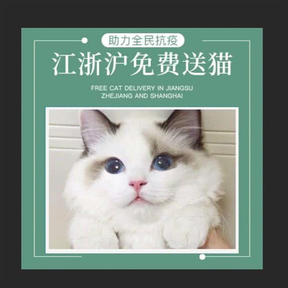 L.R国际高端血统猫舍:宁波市鄞州区东部新城附近