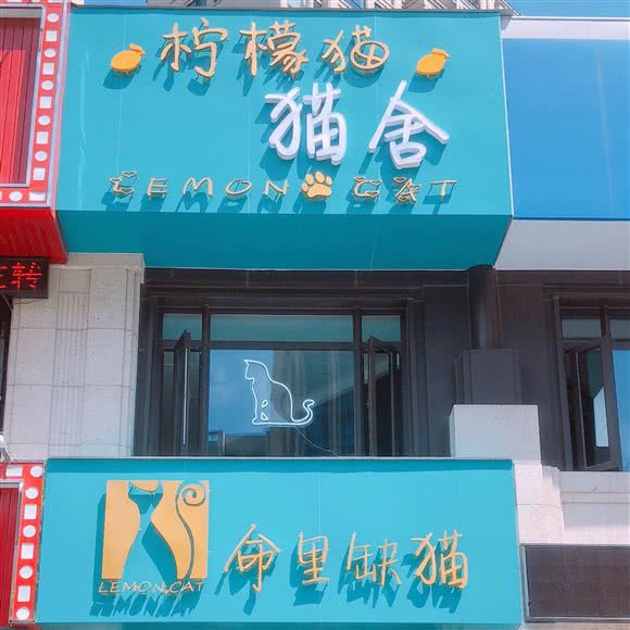 柠檬猫猫舍·命里边缺猫:宁波市鄞州区东岸里附近