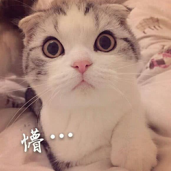 凯森猫舍:宁波市奉化区锦屏街道附近