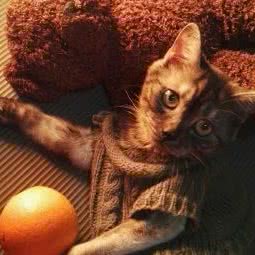 六扇门宠物医院:宁波市奉化区锦屏街道附近