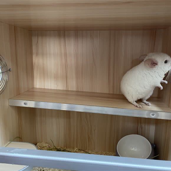 梦与星源龙猫店(天通苑北店):北京城区昌平区天通苑附近