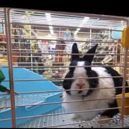 球球宠物店:北京城区昌平区天通苑附近