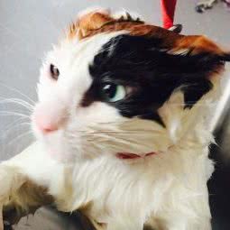 皇佳宠物:宁波市慈溪市观海卫镇附近