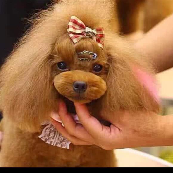 哆咪宠物:宁波市慈溪市观海卫镇附近