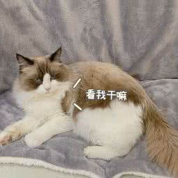 撸秃噜皮儿猫舍:宁波市慈溪市观海卫镇附近