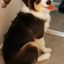 龙之境边牧犬舍:宁波市慈溪市掌起镇附近