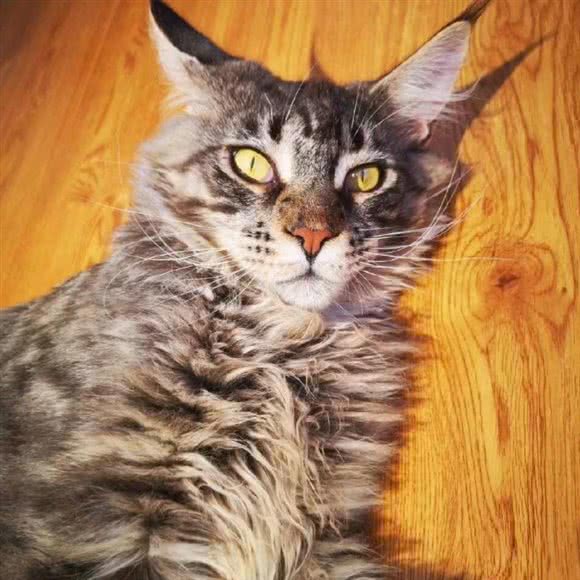 月老猫舍:温州市鹿城区欧洲城附近