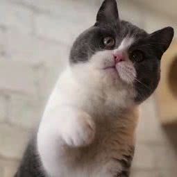 猫匠工作室:温州市鹿城区欧洲城附近