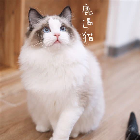 鹿遇猫屿·猫咖·撸猫馆(时代店):温州市鹿城区下吕浦附近