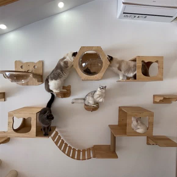 猫森林宠物·撸猫馆·猫咖:温州市鹿城区五马街/大南门附近