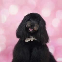 pinkpink高端宠物美容:温州市鹿城区五马街/大南门附近