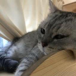 四季猫院·猫咖·猫舍:温州市鹿城区五马街/大南门附近