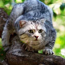 多乐宠物(天通苑店):北京城区昌平区天通苑附近