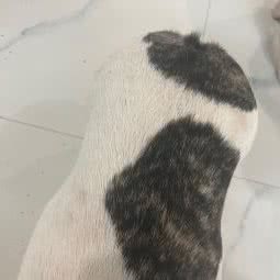 牛牛宠物吧:温州市鹿城区水心附近