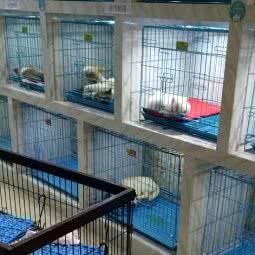 宠物生活馆:温州市鹿城区车站大道附近