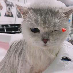 颜狗宠物生活馆:温州市鹿城区半腰桥附近