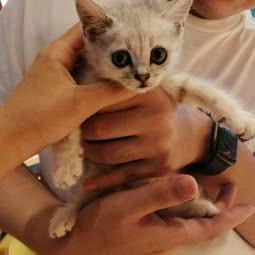 有猫有猫宠物馆:温州市鹿城区半腰桥附近