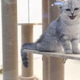 In pets宠物生活馆:温州市鹿城区东屿村附近