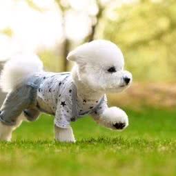 派多格宠物(天通苑店):北京城区昌平区天通苑附近