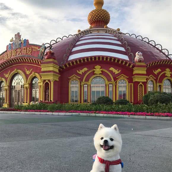 宠物店:北京城区昌平区天通苑附近