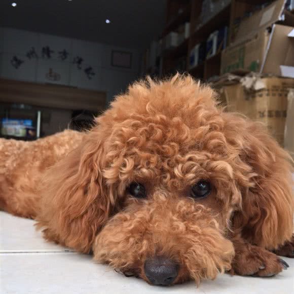 爱犬岛沙龙中心:温州市鹿城区汤家桥附近