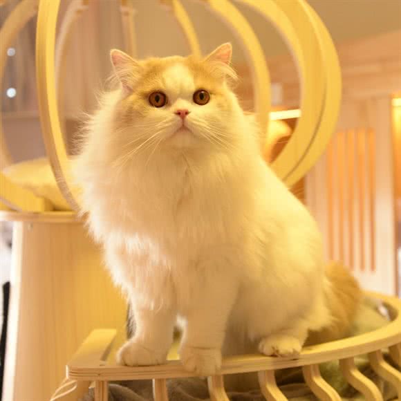 肉肉熊的喵·猫咪酒店·寄养:北京城区昌平区天通苑附近