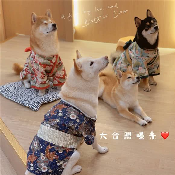 柴気柴犬主题撸柴馆:温州市鹿城区学院路附近