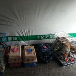 爱宠达宠物托运:温州市鹿城区双屿附近