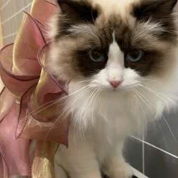 狗狗星球:温州市龙湾区万达广场附近