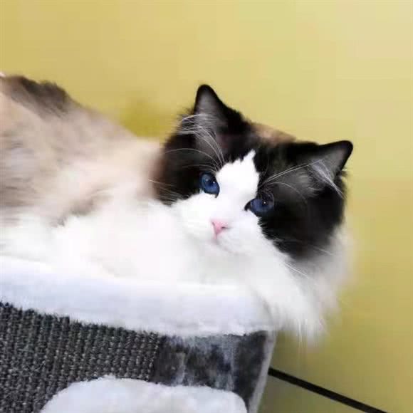 喵达人宠物店:温州市龙湾区状元附近