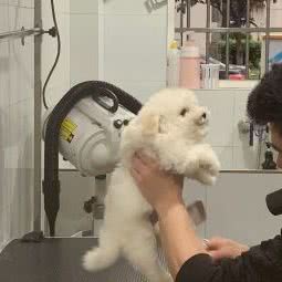 陪伴宠物(龙湾状元店):温州市龙湾区状元附近