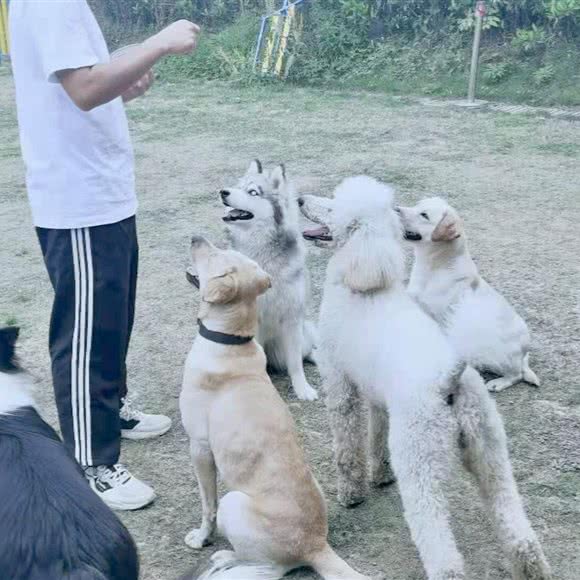 懿飞宠物训练学校(温科院分校):温州市瓯海区新桥附近